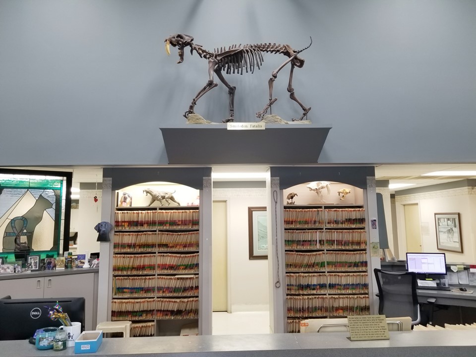Veterinary clinic front desk area with file shelves, fossil displays, and a saber-toothed cat skeleton mounted above.