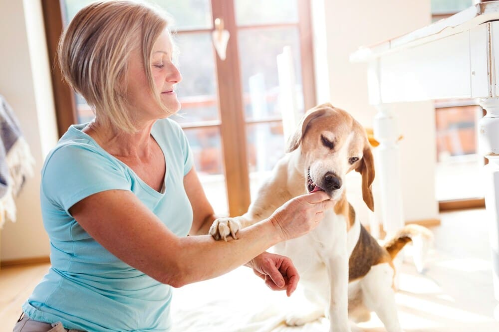 Woman giving a treat to her dog while spending time together indoors.