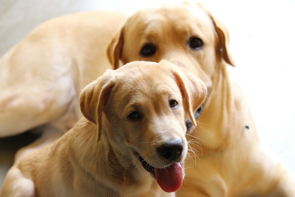Two happy Labrador retrievers