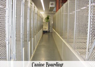 vet care canine boarding side