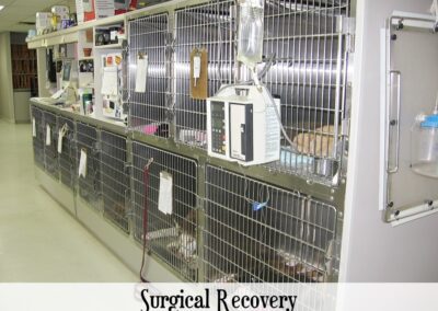 vet surgical recovery room