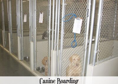 vetcare boarding canine