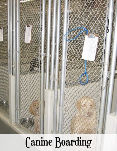 vetcare boarding canine