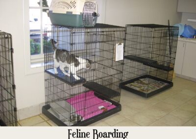 vetcare feline boarding