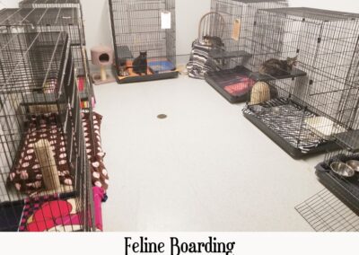 vetcare feline boarding corner