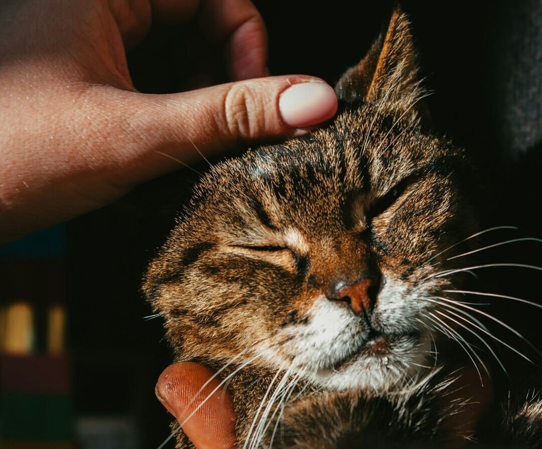 Content cat being petted