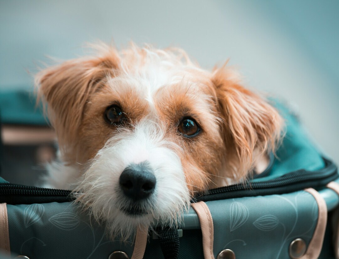 Curious dog in carrier