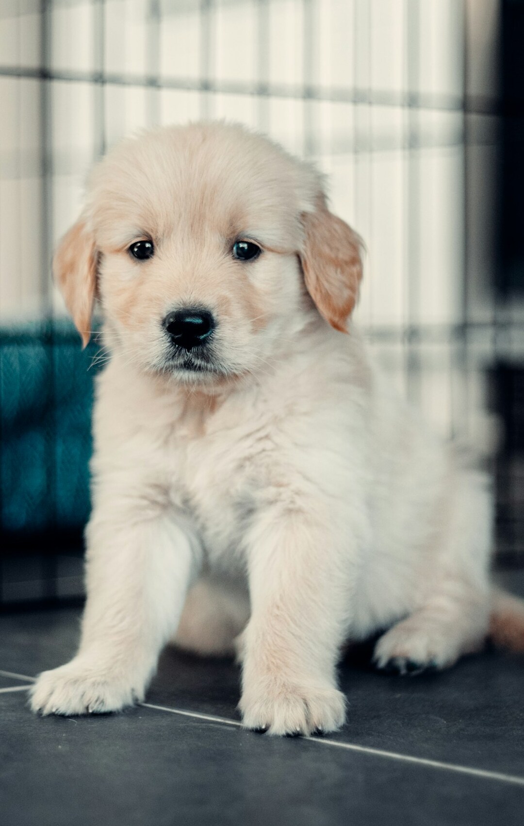 Cute puppy posing for photo