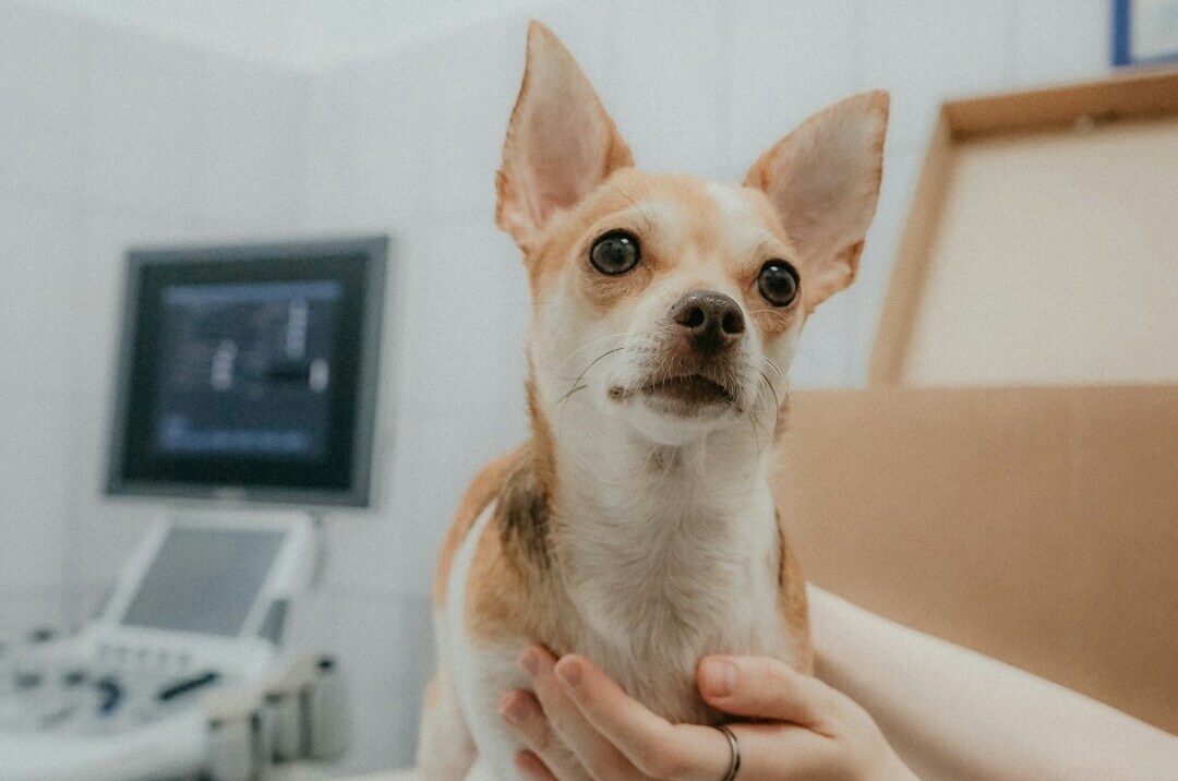 Dog having vet examination