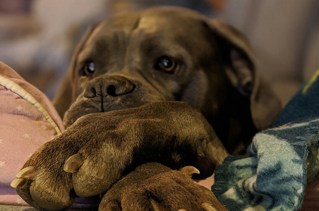Dog resting head on paws