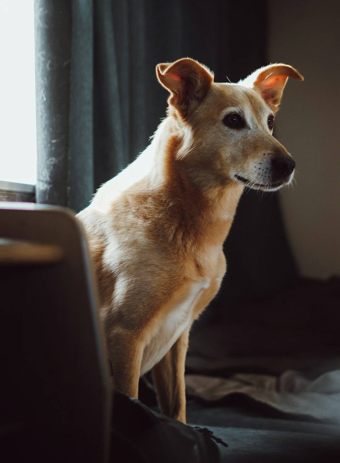 Dog sits by window