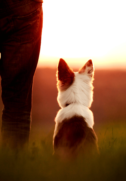 dog and owner standing at sunset