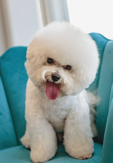 fluffy dog sitting on a chair