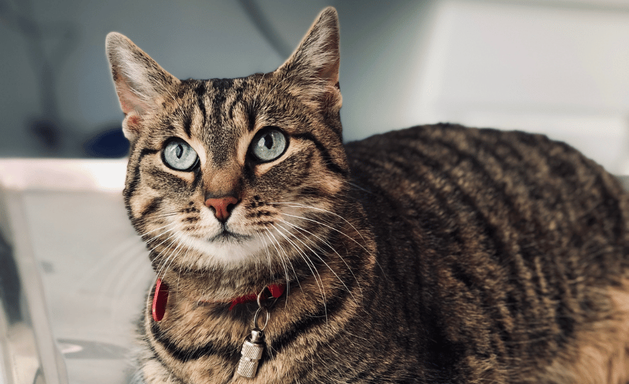 tabby cat with bright eyes laying down