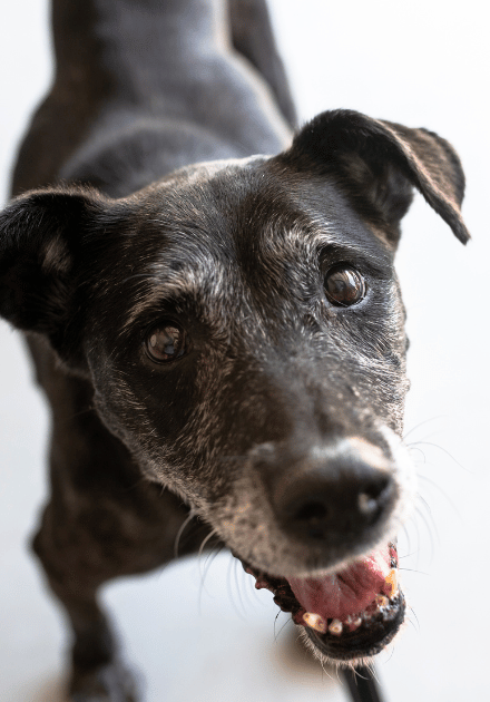 senior dog