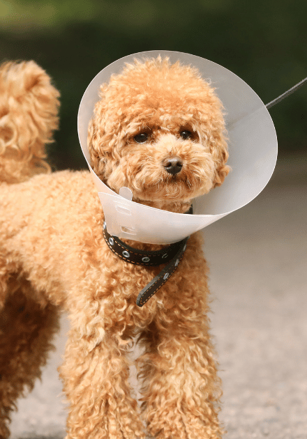 dog wearing a surgery cone