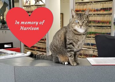 Harrison sitting on the counter