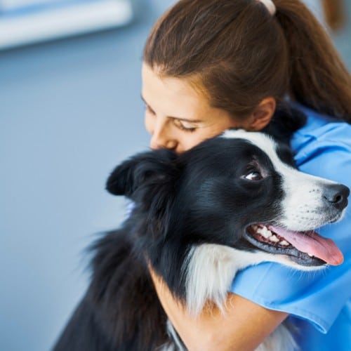 a veterinarian lovingly hugs a dog
